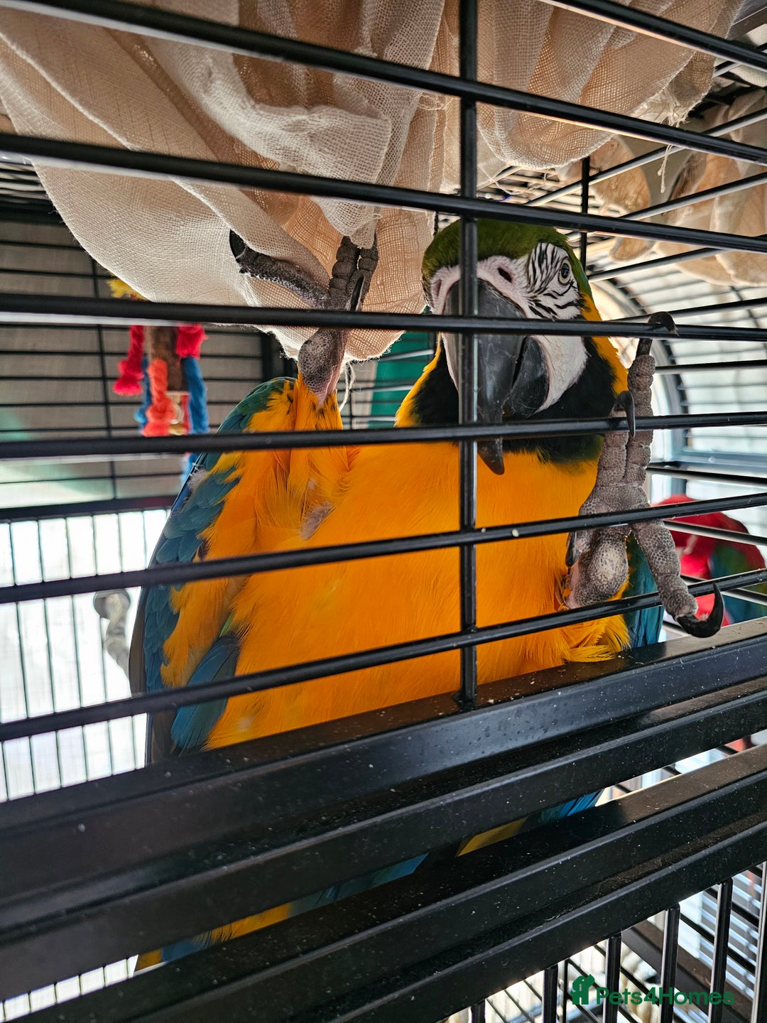 Macaws birds for sale: Bubbly, chatty and hilarious blue and gold macaw - Image 8