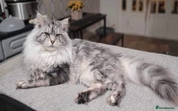 Maine Coon cats for sale: Maine Coon x Ragdoll Mix Kittens  Ready 27 Aug! 🐾 - Image 19