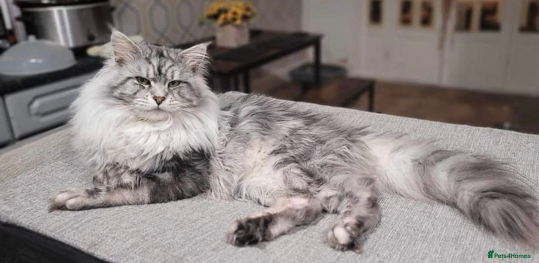 Maine Coon cats for sale: Maine Coon x Ragdoll Mix Kittens  Ready 27 Aug! 🐾 - Image 19