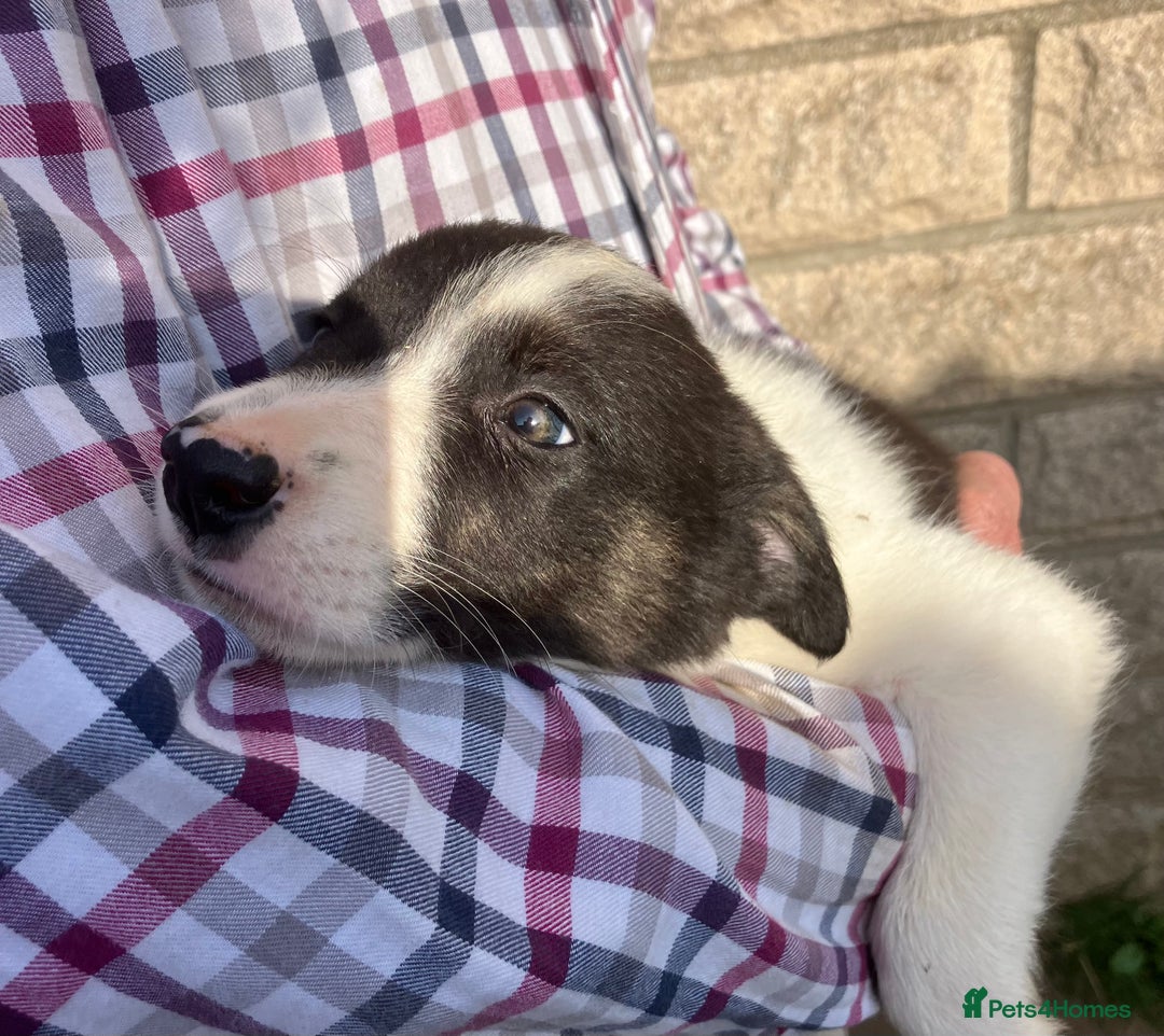 Border Collie dogs for sale: Pure border collies ready now  - Image 30