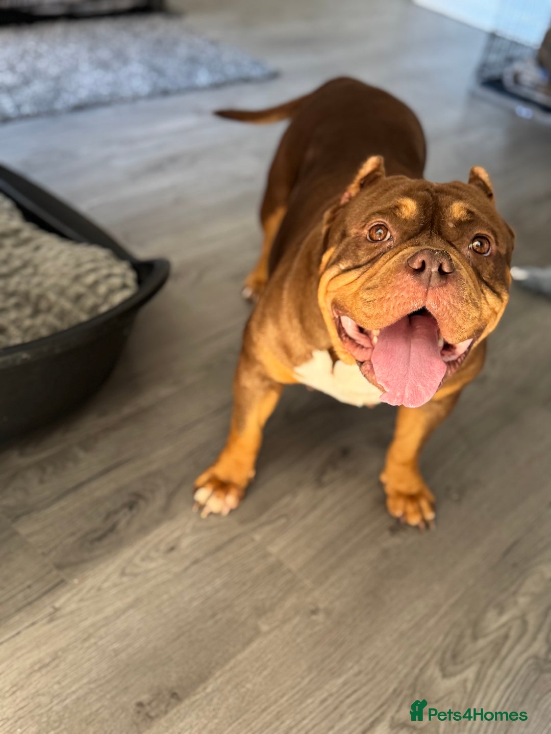 American Bully dogs for sale: Pocket bully female GREAT bloodline READY to leave - Image 30