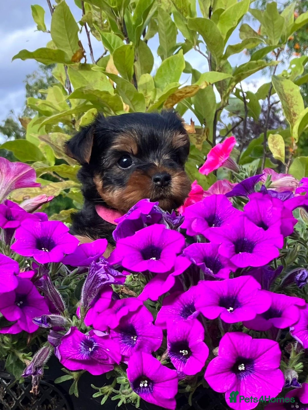 Yorkshire Terrier dogs for sale: One Yorkie left!! Kc registered  - Advert 5