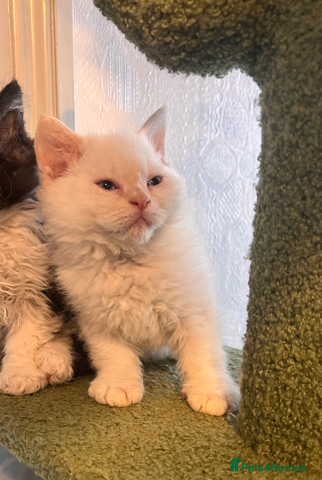 Selkirk Rex cats for sale: Stunning Selkirk rex kittens - Advert 1