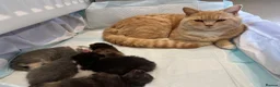 British Shorthair cats for sale: Five adorable British shorthair kittens in Skipton - Advert 27