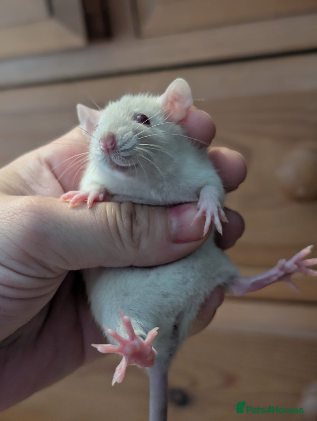 Rat rodents for sale: Dwarf & standard rats  - Image 9