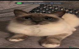 Ragdoll cats for sale: 2 x GCCF Registered Ragdolls for Sale - Image 9