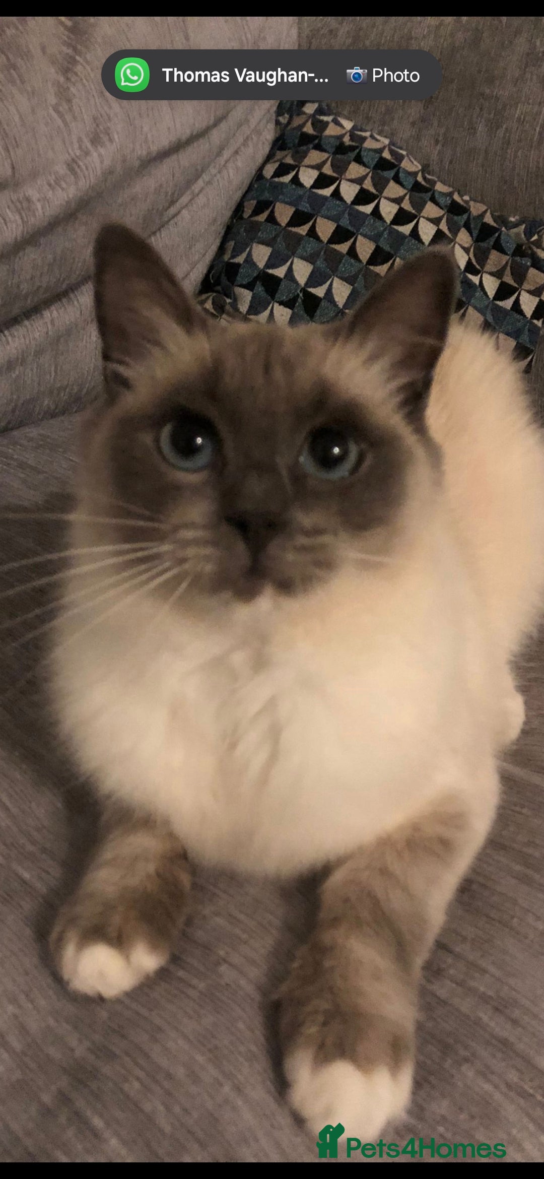 Ragdoll cats for sale: 2 x GCCF Registered Ragdolls for Sale - Image 9