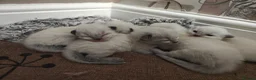 Ragdoll cats for sale: Ragdoll kittens - Advert 5