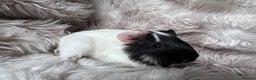 Guinea Pig rodents for sale: Baby guinea pigs Sows& Boars are can be reserved - Advert 2