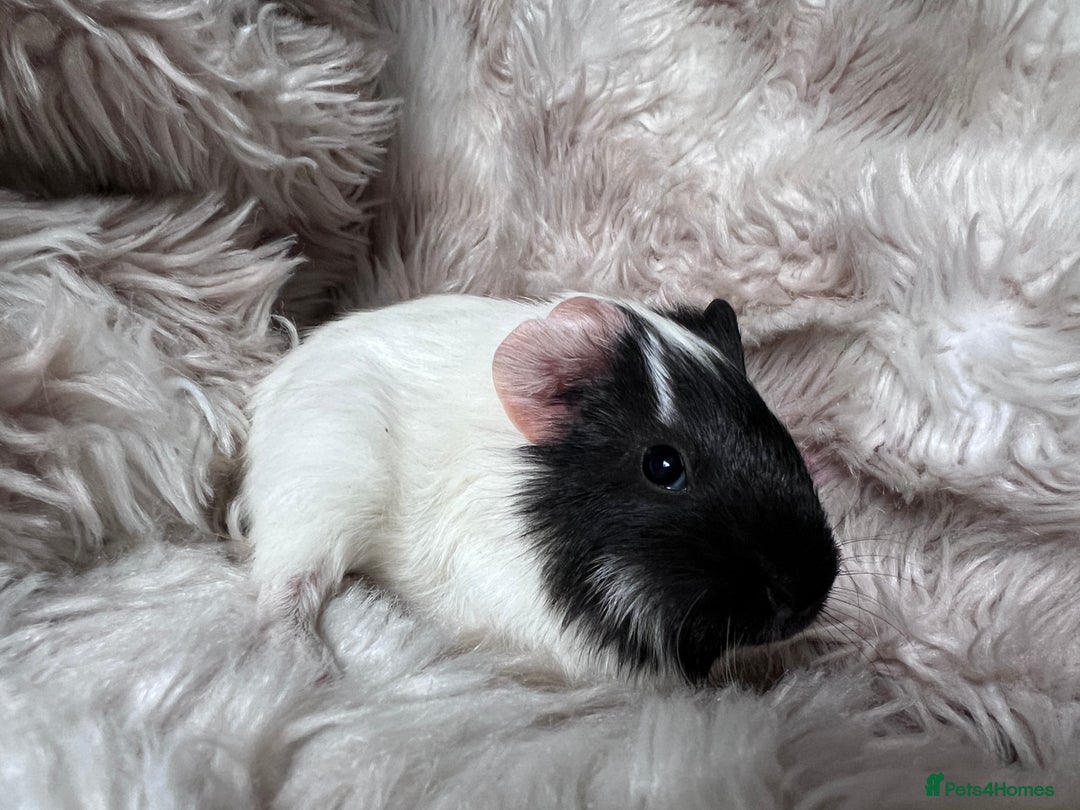 Guinea Pig rodents for sale: Baby guinea pigs Sows& Boars are can be reserved - Advert 2