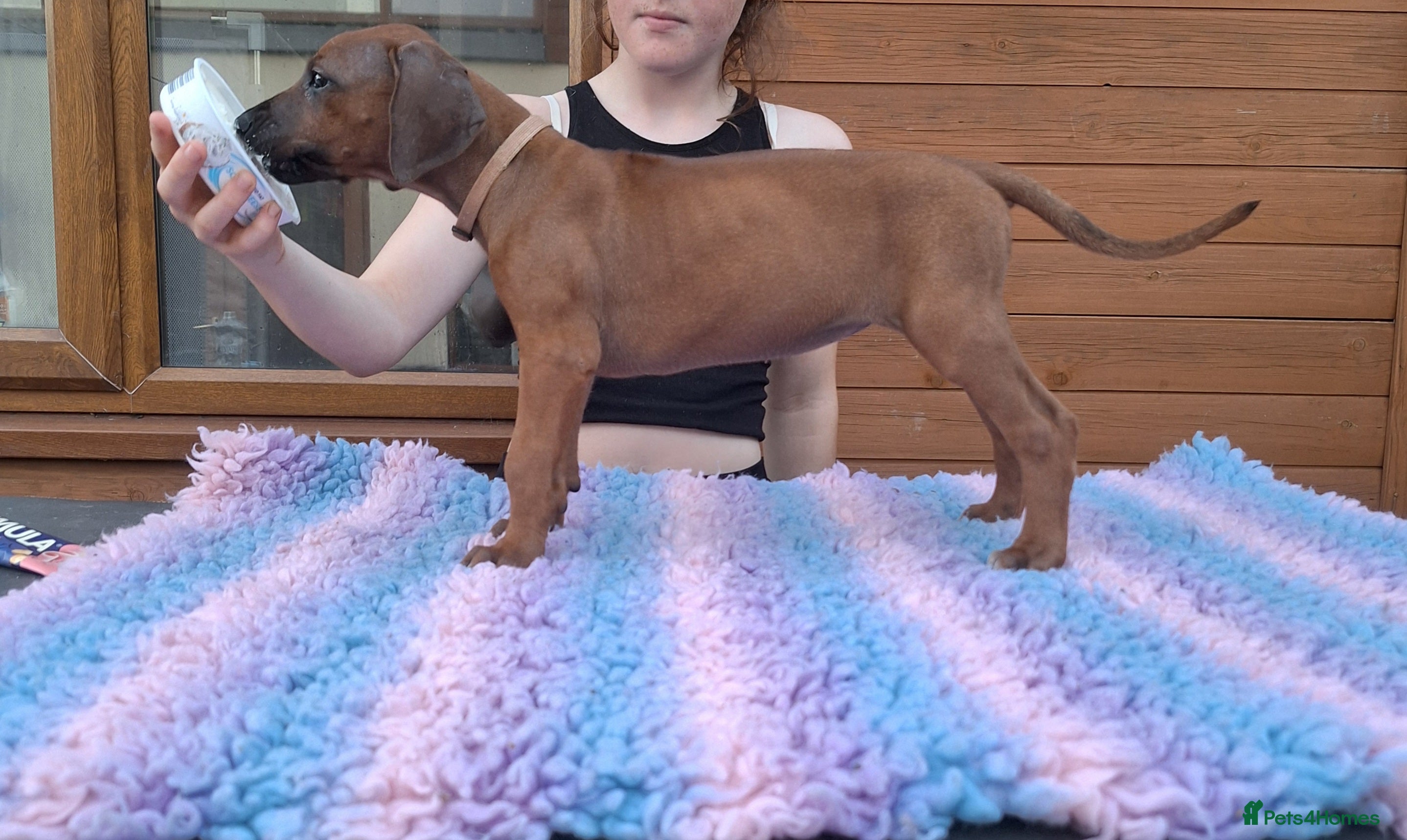 Rhodesian Ridgeback dogs Champion Bloodline Pups Available  - Advert 2
