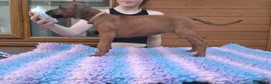 Rhodesian Ridgeback Puppy 6