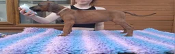Rhodesian Ridgeback dogs for sale: Champion Bloodline Pups Available  - Advert 3