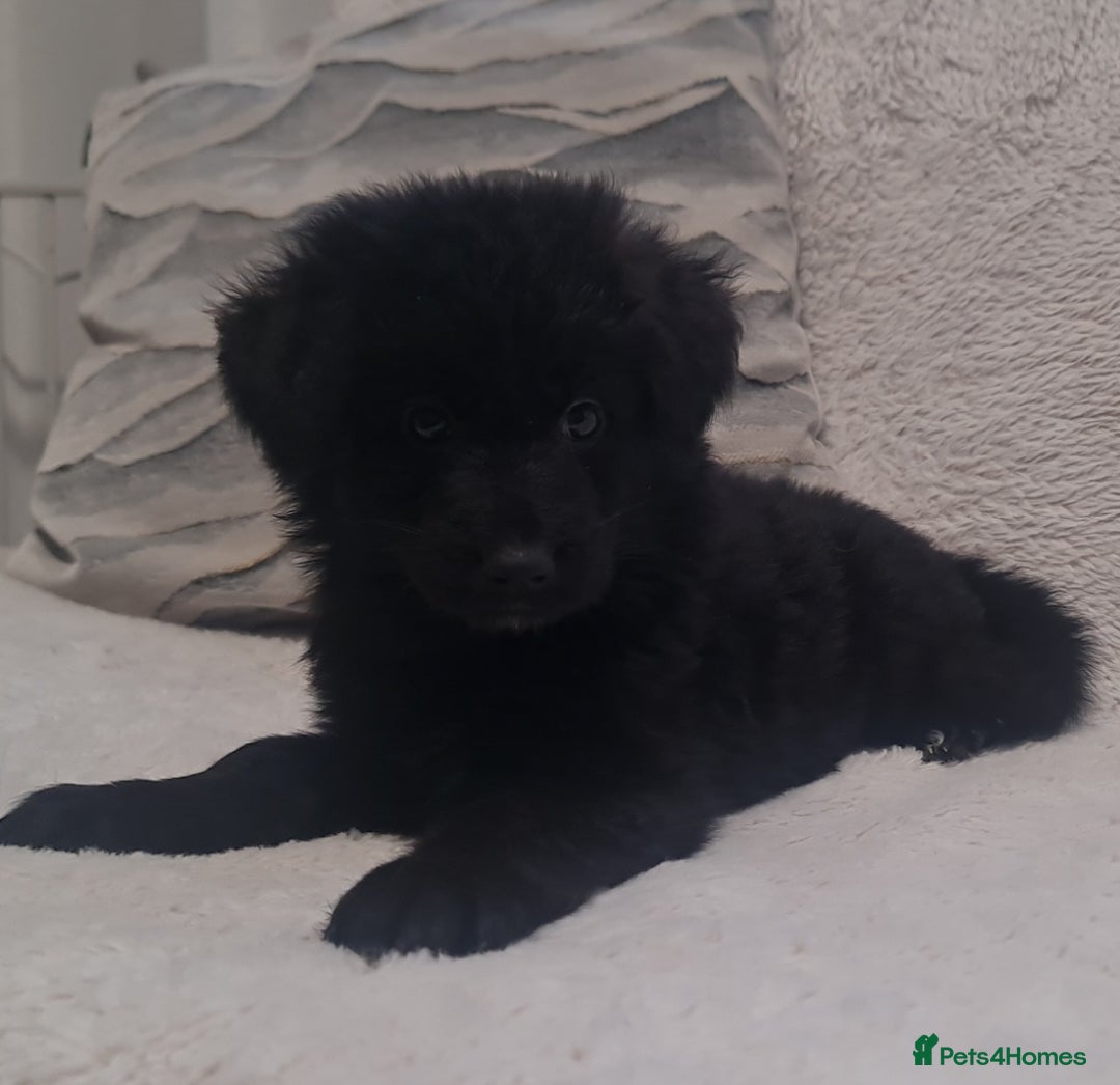 German Shepherd dogs for sale: KC, Top Quality Long Hair GSD Puppies  - Advert 4