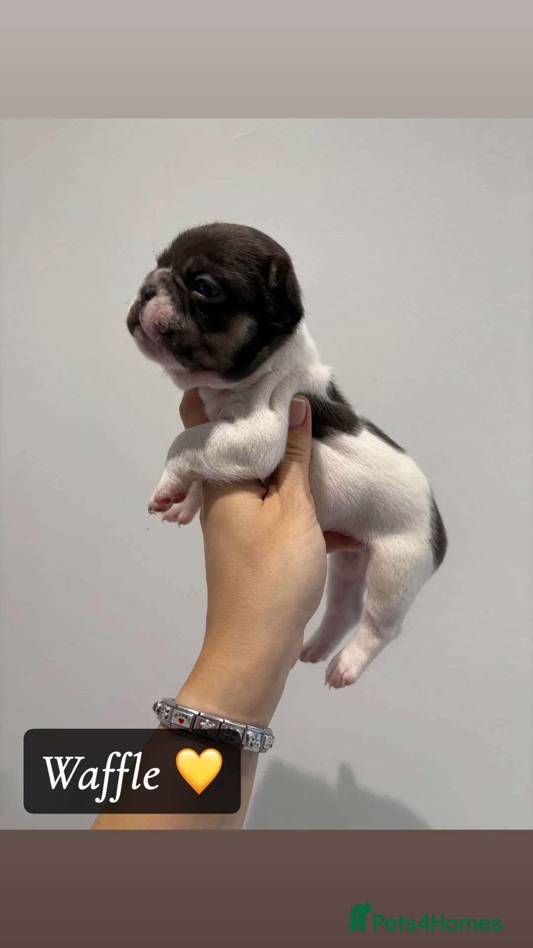 French Bulldog dogs for sale: French bull dog pups - Advert 2