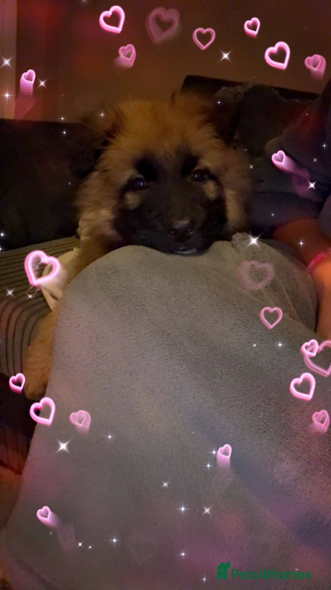 German Shepherd dogs for sale: Male German shepherd pup - Advert 1