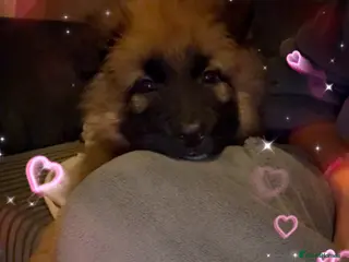 German Shepherd dogs Male German shepherd pup - Advert 1