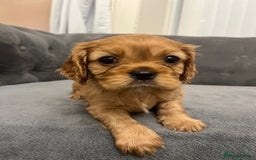 Cavalier King Charles Spaniel dogs for sale: Stunning Cavalier King Charles Spaniels - Image 15