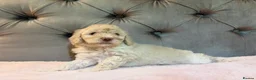 Cockapoo dogs for sale: Adorable Toy Cockapoos (F1b) - Advert 30