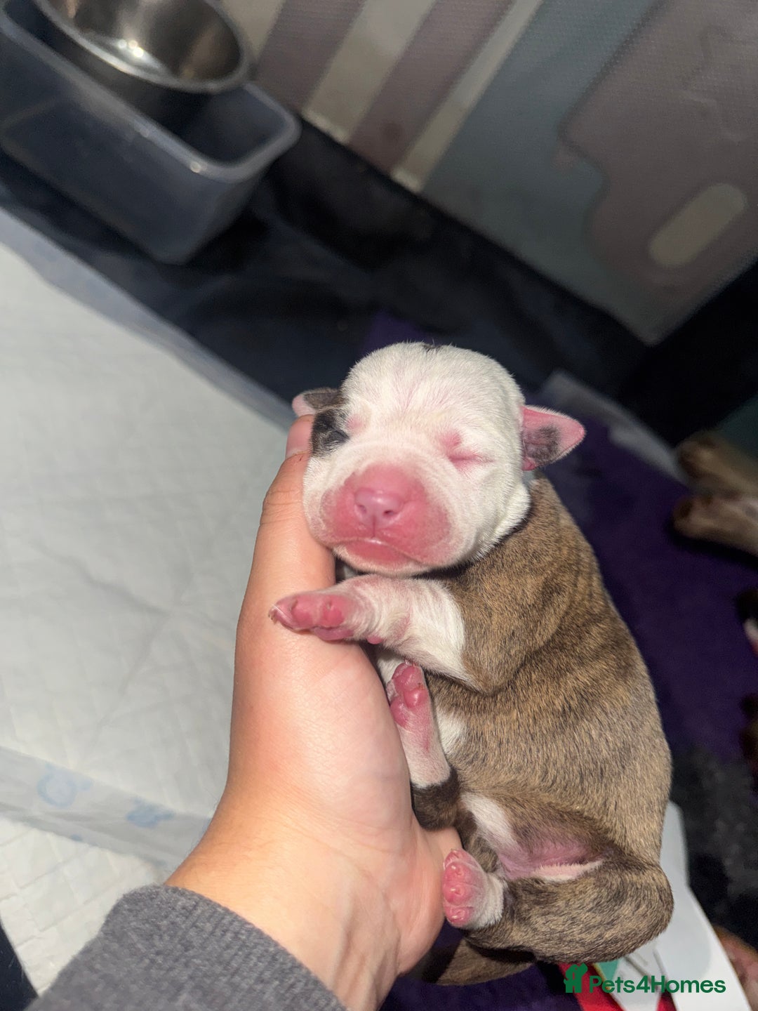Mixed Breed dogs for sale: American bulldog cross Staffy pups - Image 20