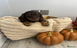 Miniature Dachshund dogs for sale: Beautiful miniature dachshund puppies  - Image 26