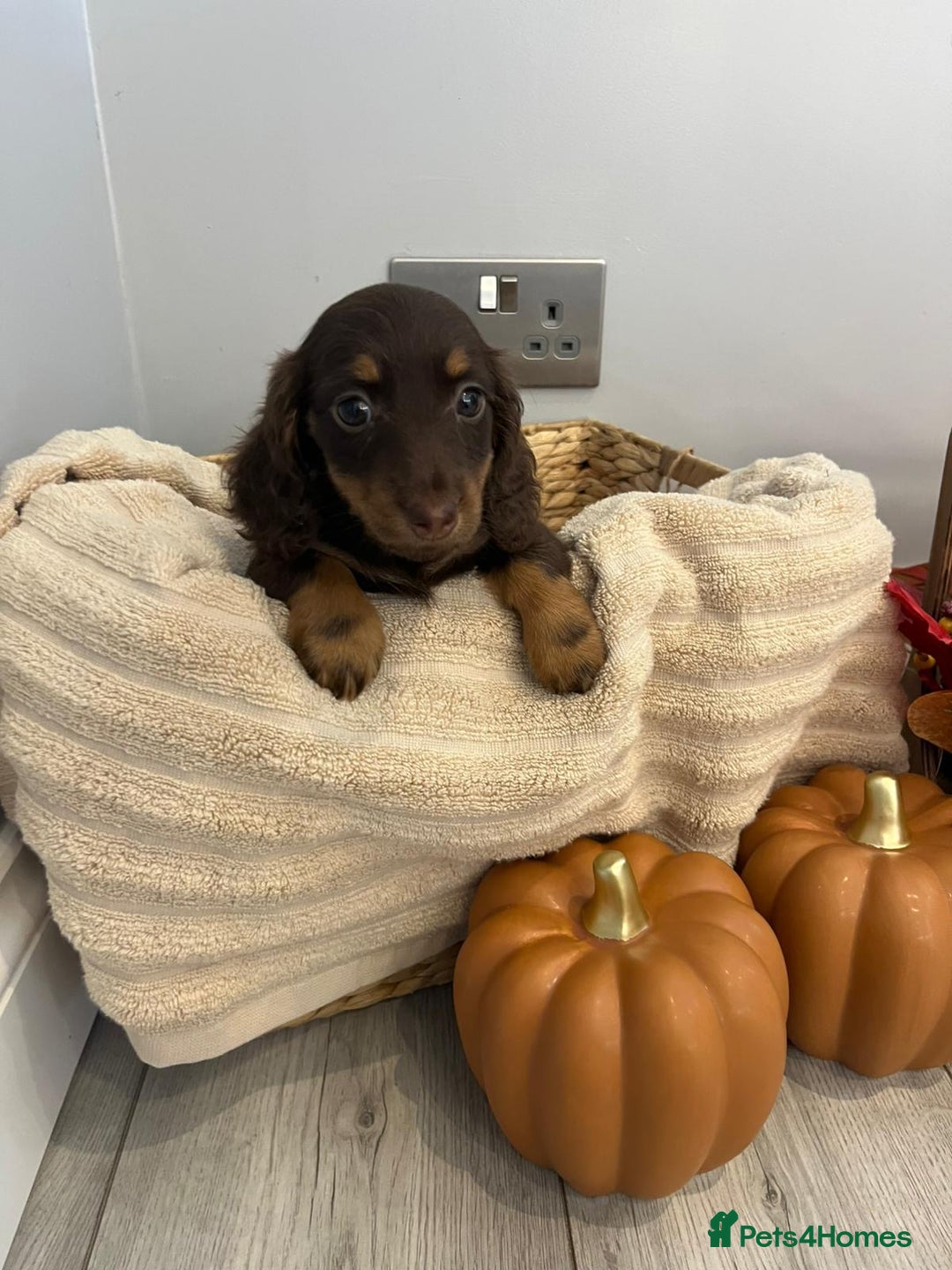 Miniature Dachshund dogs for sale: Beautiful miniature dachshund puppies  - Image 26