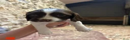 English Springer Spaniel dogs for sale:  Beautiful Pedigree springer spaniels  - Advert 6