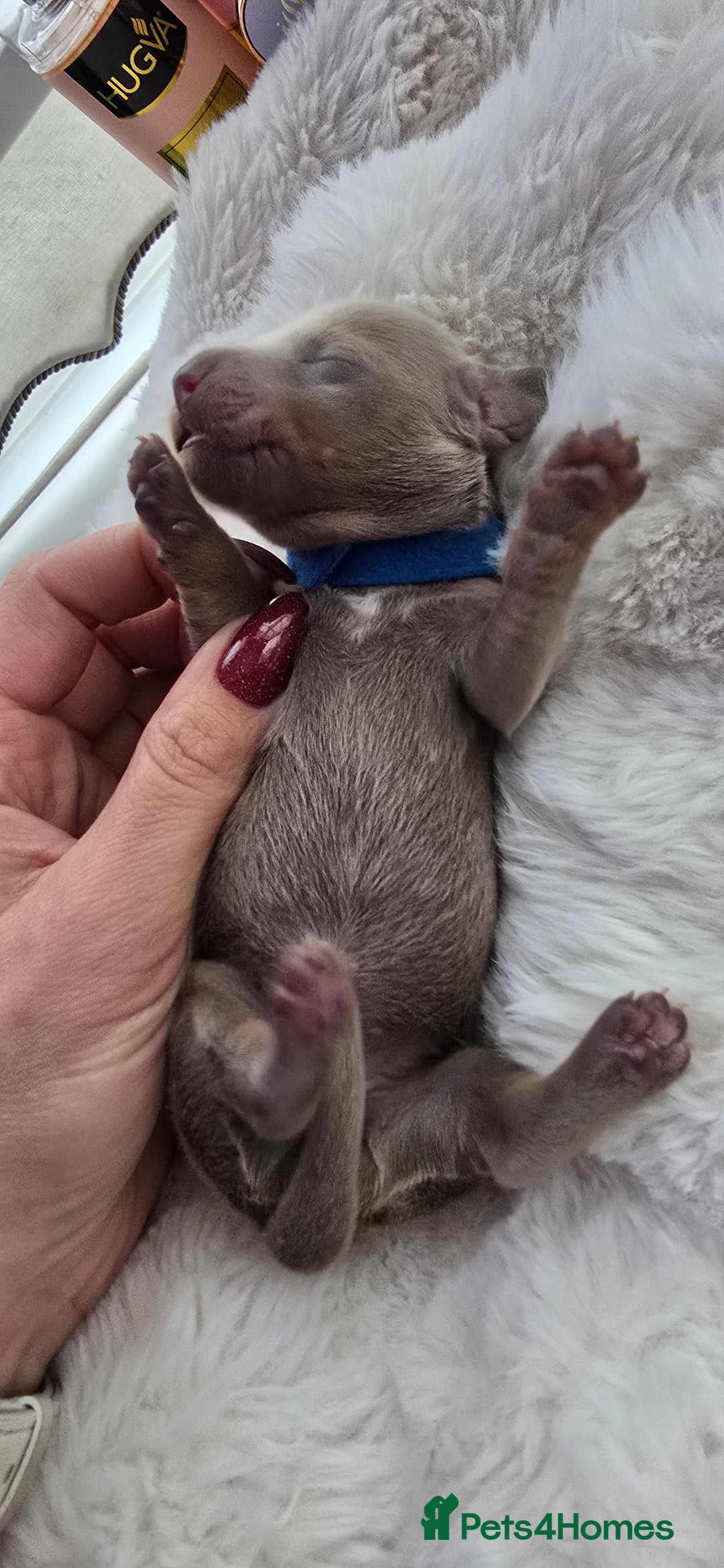 Miniature Dachshund dogs for sale: KC registered miniature Dachshund 🐶  - Advert 24