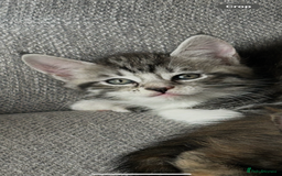 Maine Coon cats for sale: 3/4 mainecoon kittens polydactyl  - Image 19