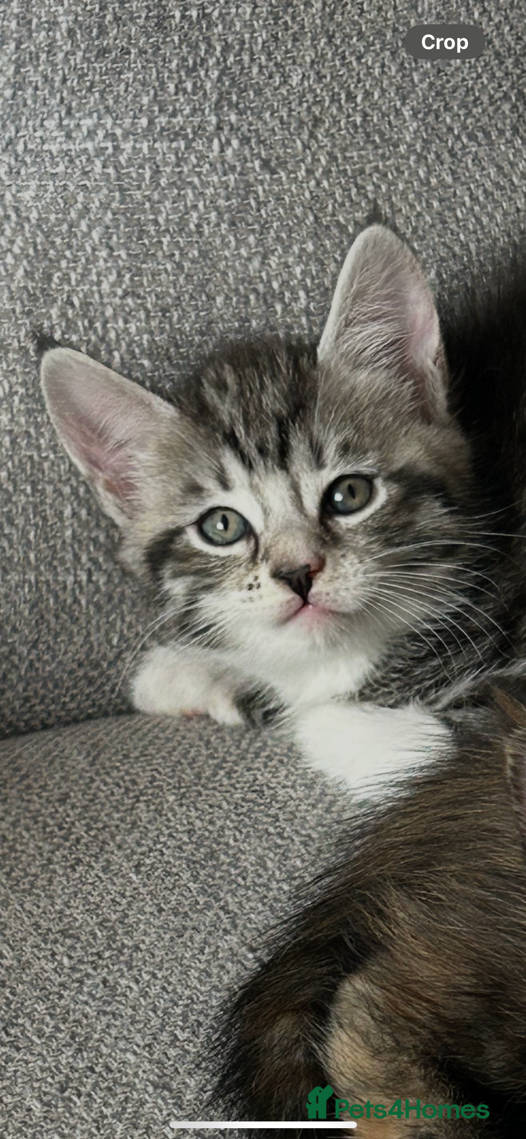 Maine Coon cats for sale: 3/4 mainecoon kittens polydactyl  - Image 19