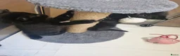 Domestic Shorthair cats for sale: kittens Bourton-on-the-water - Advert 3