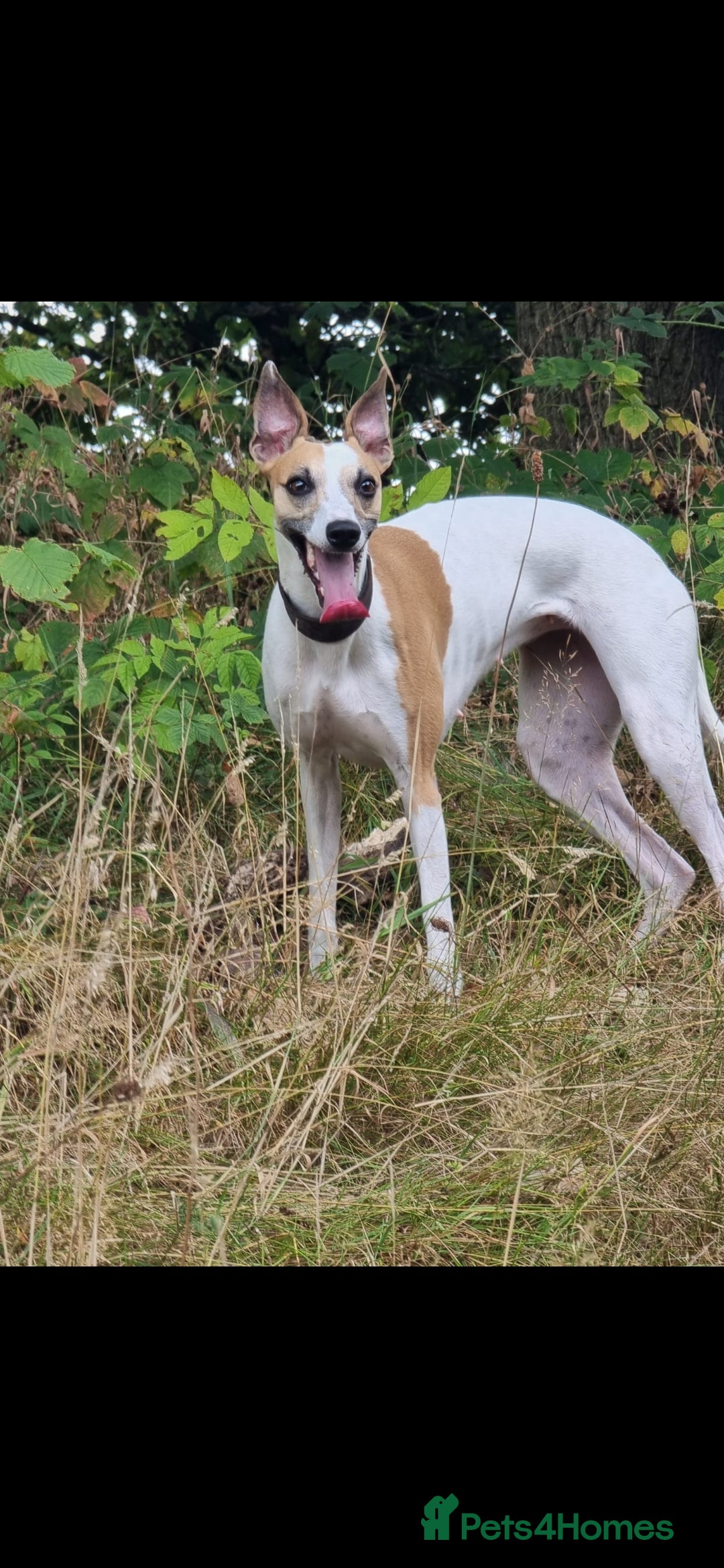 Whippet dogs for sale: 8 KC gorgeous pups, 4 boys & 4 girls. - Image 18