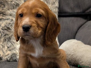 Cocker Spaniel dogs KC registered, health tested cocker spaniel pups - Advert 1