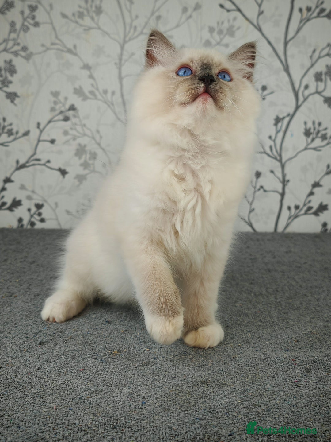 Ragdoll cats for sale: Regional Winner READY TO Go LAST BOY AND GIRL - Image 9