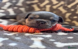 French Bulldog dogs for sale: Adorable French bulldog puppies!!🐶  - Image 17