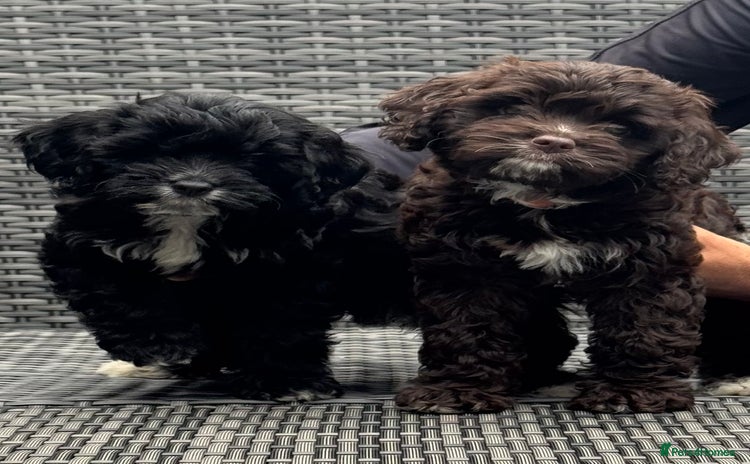 Cavapoo dogs - Advert 15