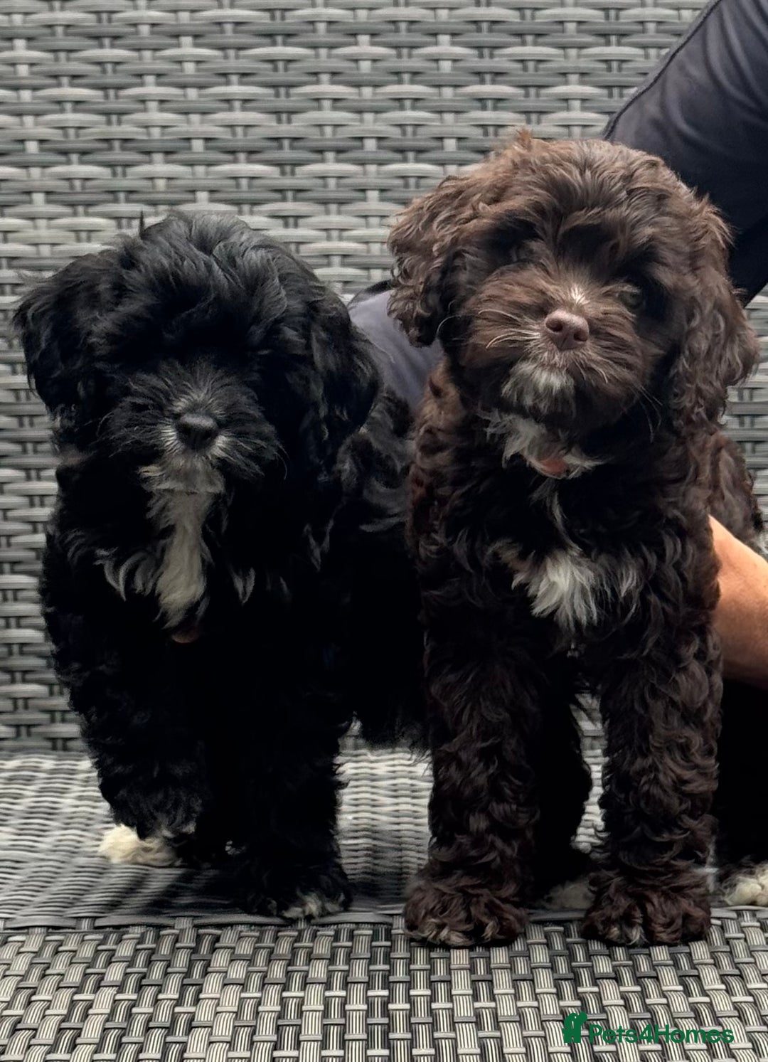 Cavapoo dogs for sale: F1 Cavapoo pups girls ready to leave now . - Image 1