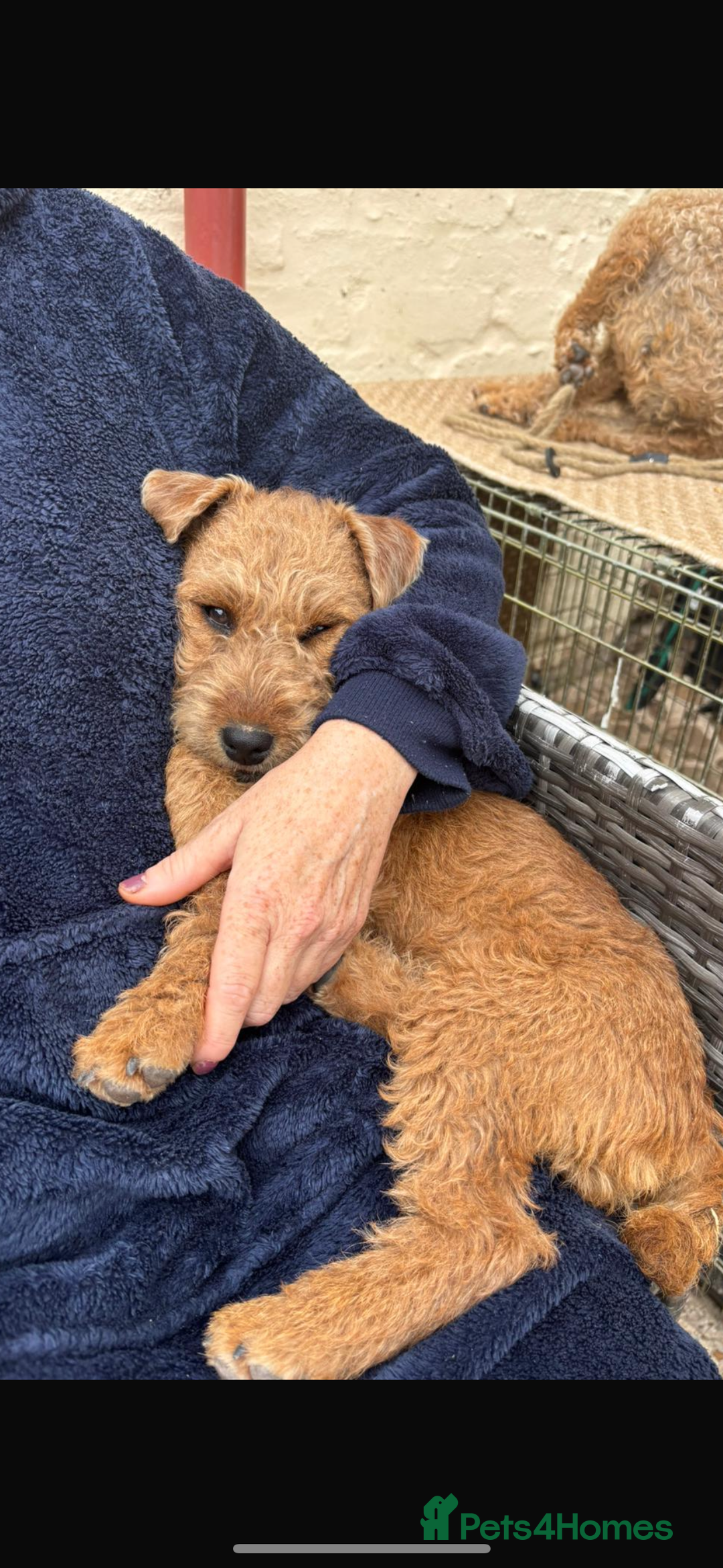 Lakeland Terrier dogs for sale:  red Lakeland terrier female for sale  - Advert 3