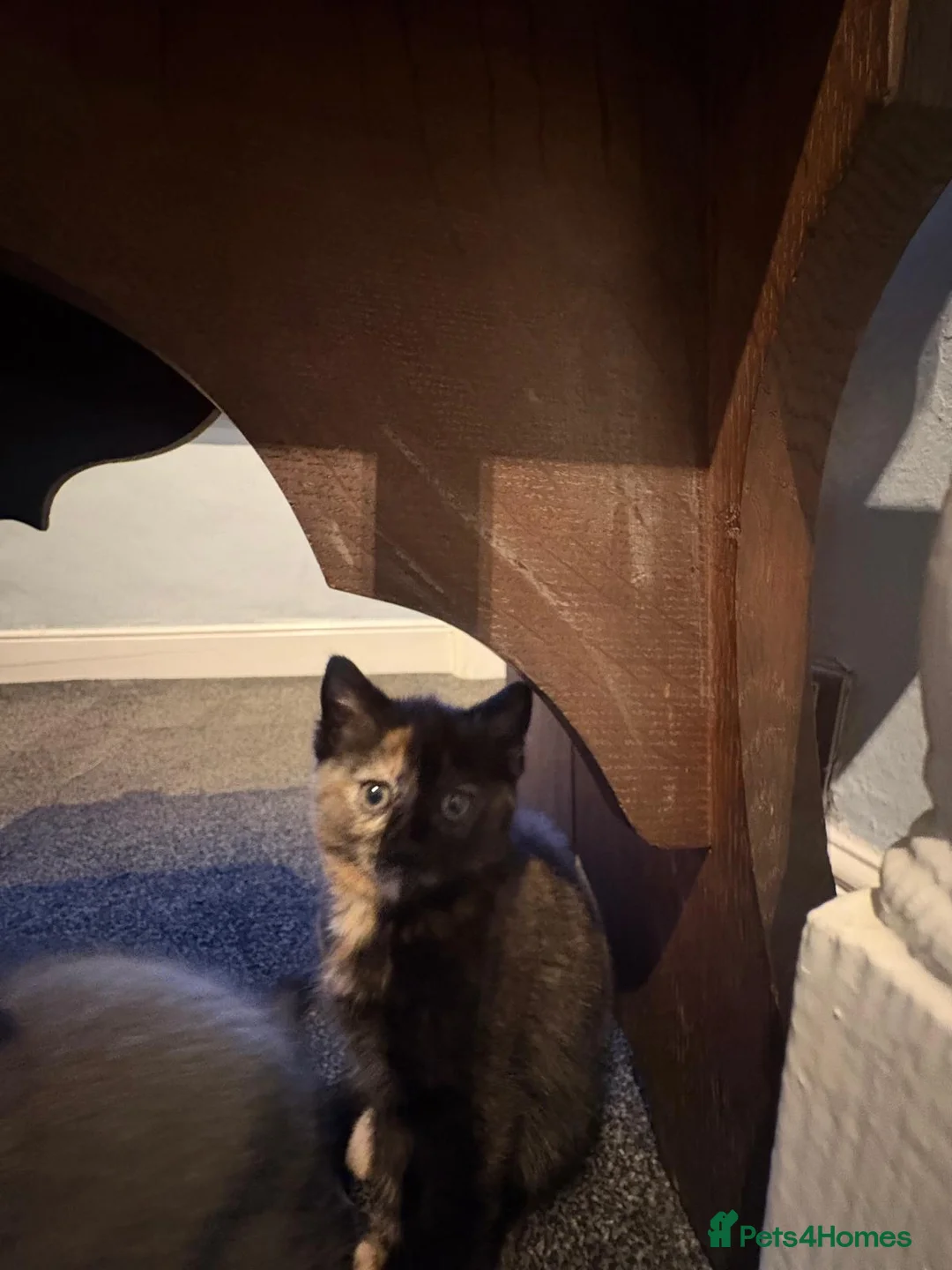 Mixed Breed cats for sale: Female tortoiseshell kitten in Honiton - Advert 2