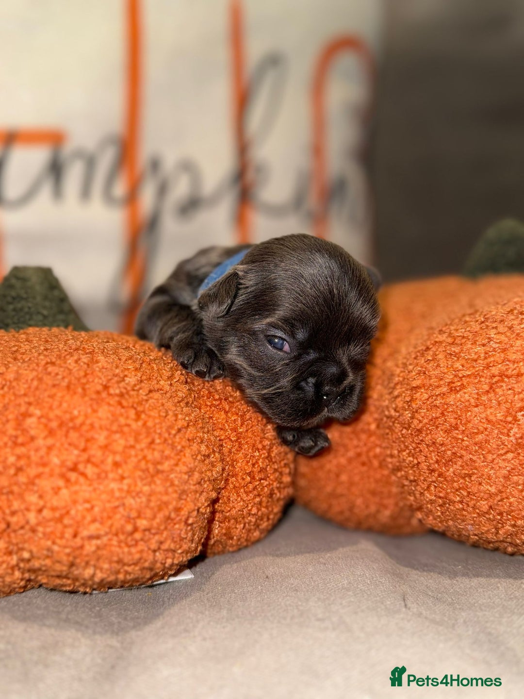 French Bulldog dogs for sale: 3 weeks old Fluffy french bulldog puppies - Image 5