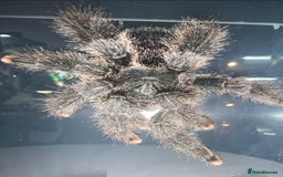 Tarantulas invertebrates for sale: Tarantulas for sale, Stoke on Trent - Image 5