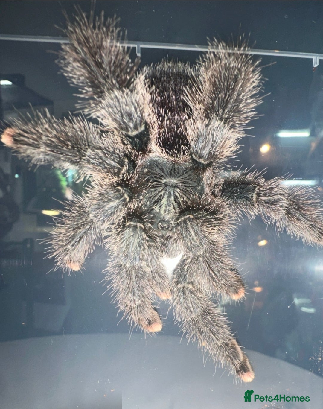 Tarantulas invertebrates for sale: Tarantulas for sale, Stoke on Trent - Image 5