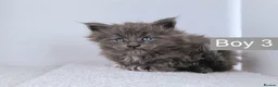 Maine Coon cats for sale: DNA health tested Maine coon kittens  - Advert 25