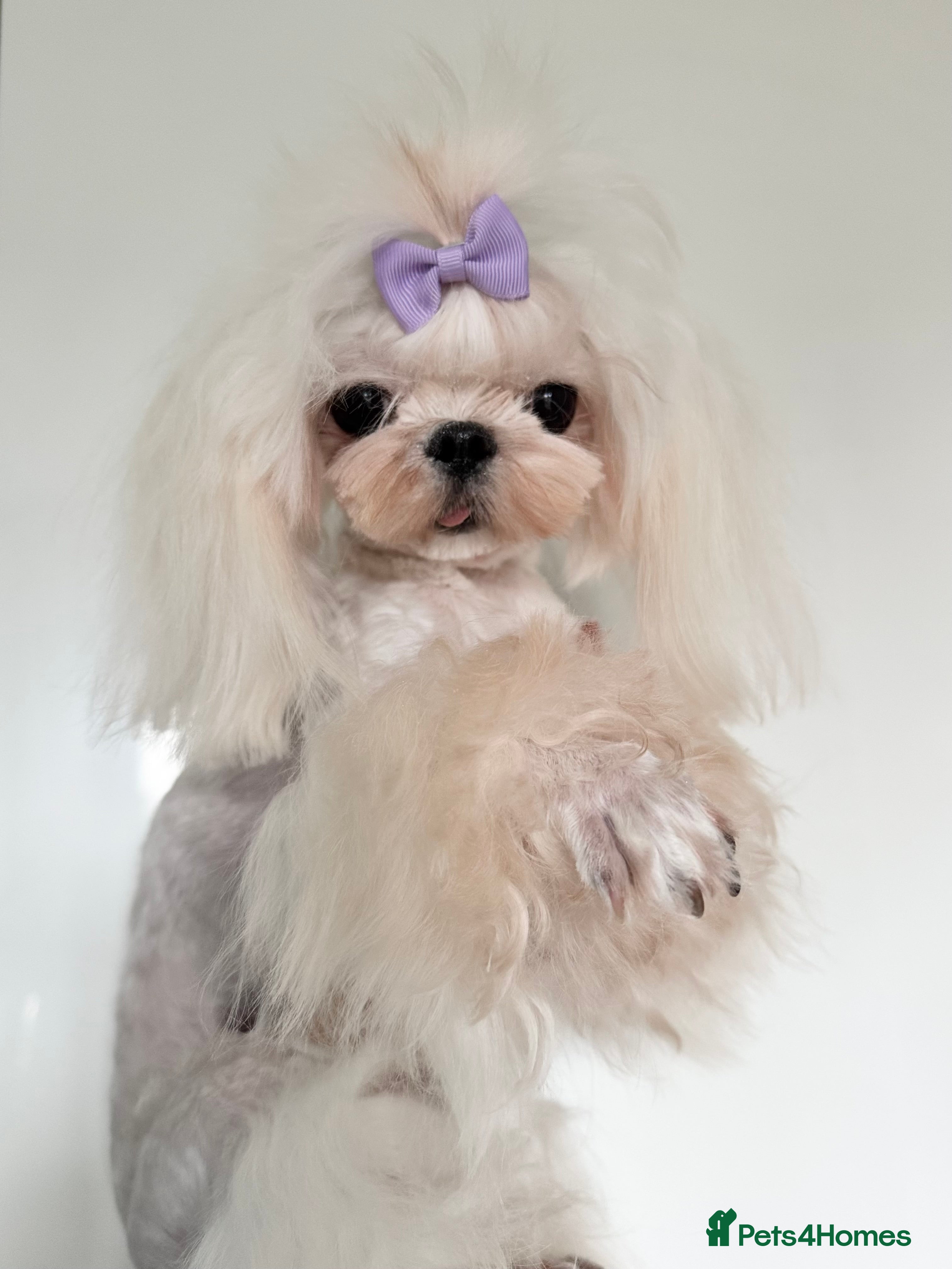 Maltese dogs 💙adult Korean maltese boy💙 - Advert 5