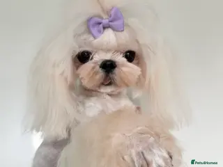 Maltese dogs 💙adult Korean maltese boy💙 - Advert 5