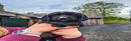 Sprocker dogs for sale: Sprocker spaniel puppies  - Advert 3
