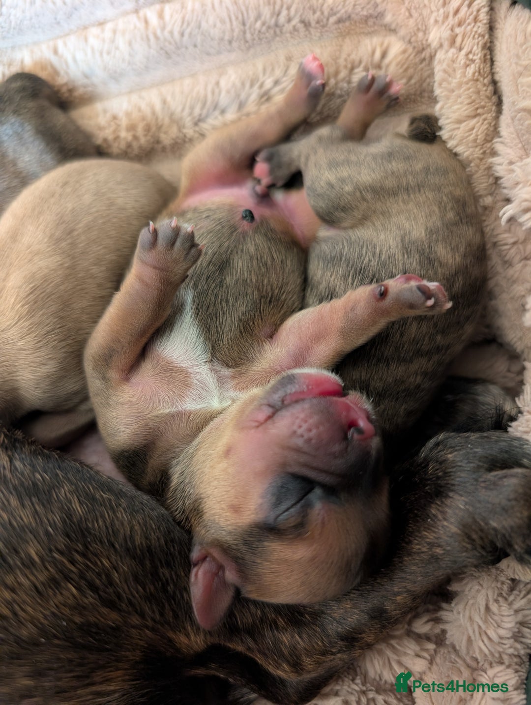 Mixed Breed dogs for sale: 75% Frenchie puppies - Advert 16