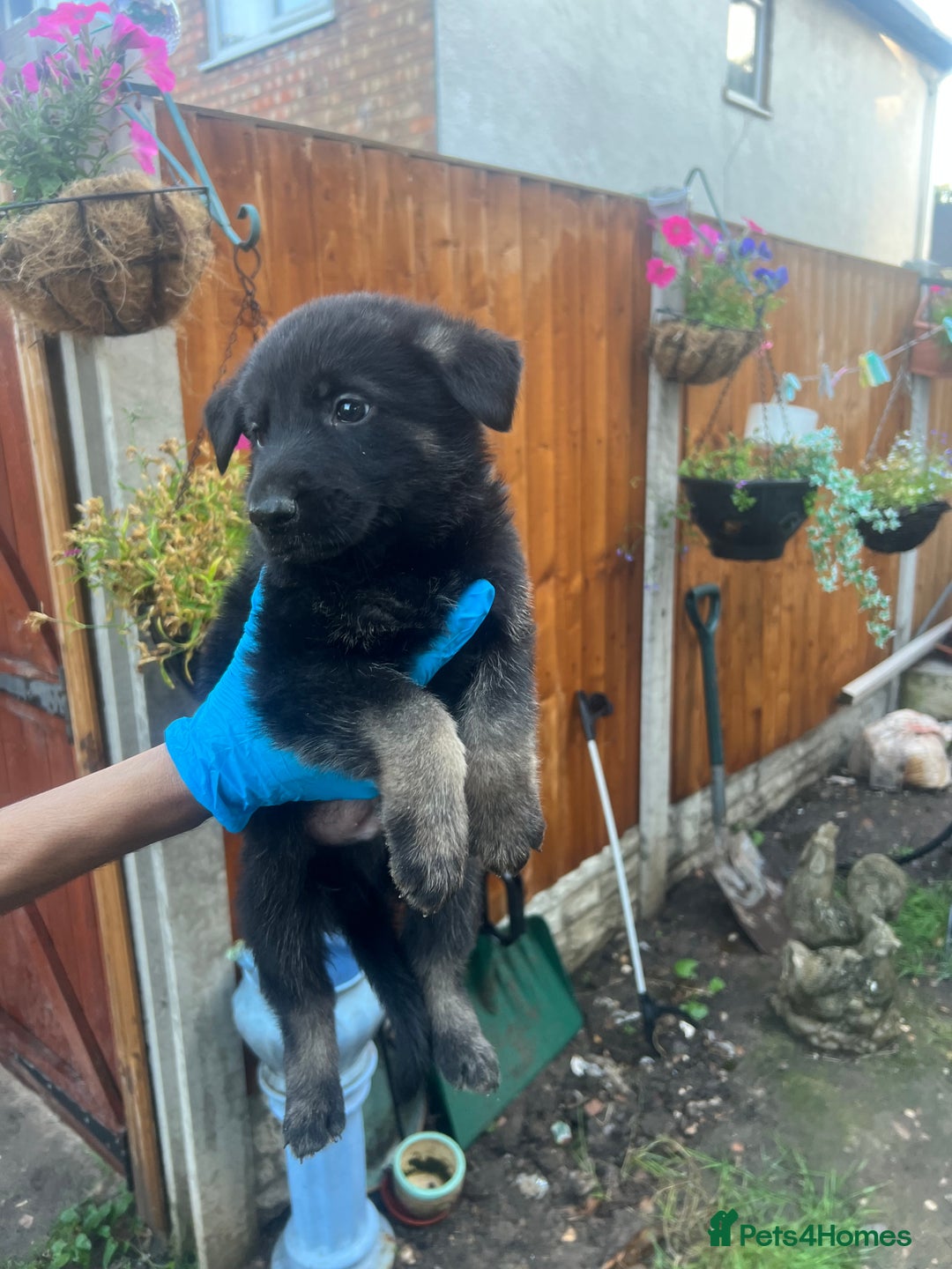 German Shepherd dogs for sale: Black German Shepherded Puppies for Sale - Image 12
