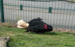 Chickens poultry for sale: Cockeral - Cochin breed  in Worksop - Image 3