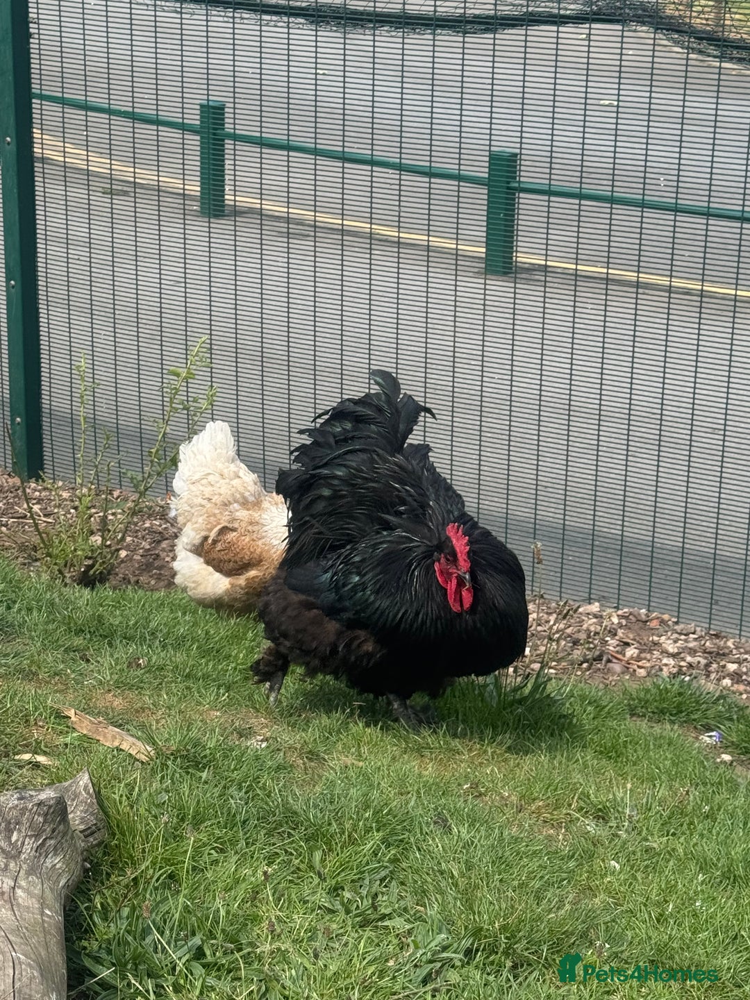 Chickens poultry for sale: Cockeral - Cochin breed  in Worksop - Image 3